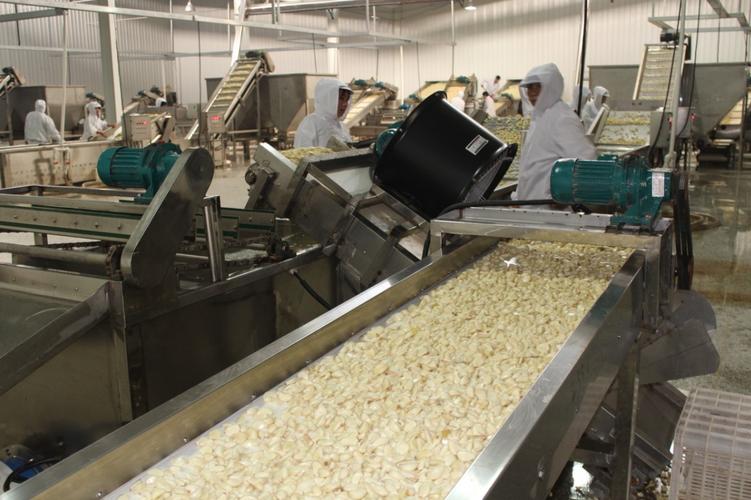 供应信息 蔬菜干制品 厂家批发供应 高品质脱水土豆 土豆粉土豆粒土豆